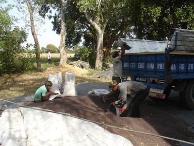 Loading Trolley with Mustard Harvest