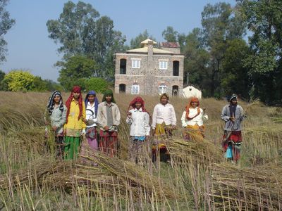 Mustard Harvesters 2014