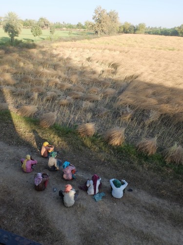 Mustard Harvesters taking a Break Mar 2025