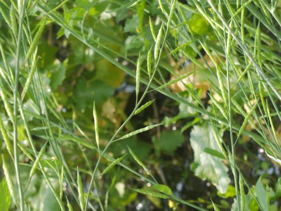 Mustard Pods Jan 2025
