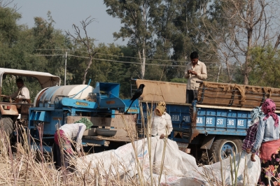 Mustard Threshing March 2016