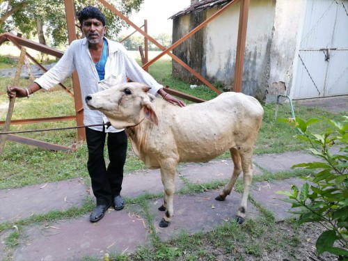 Nandi with Lumpy Skin Disease Oct 2024