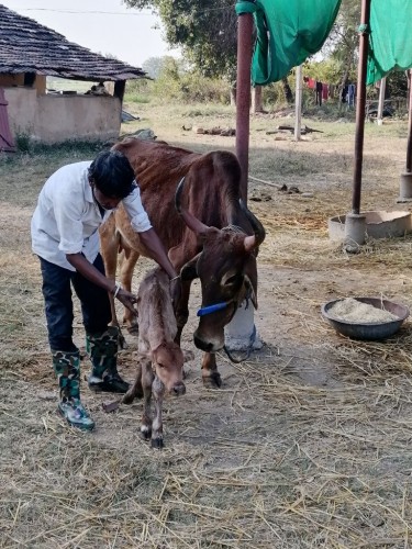 Newborn Calf Kumbh with Mother and Narayan Feb 2025