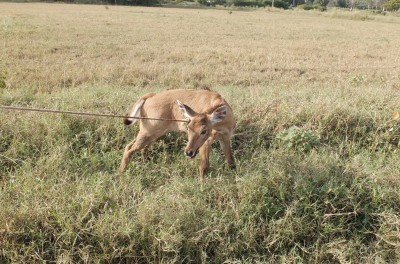 Nilgai Calf Oct 2018