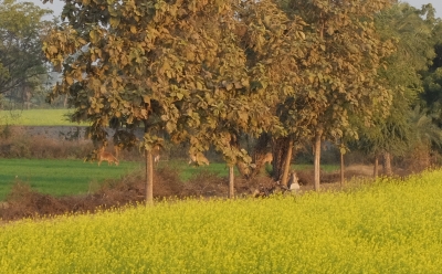 Nilgai in Wheat