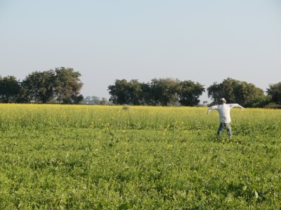 Scare Pig and Nilgai Nibbled Bersim Field