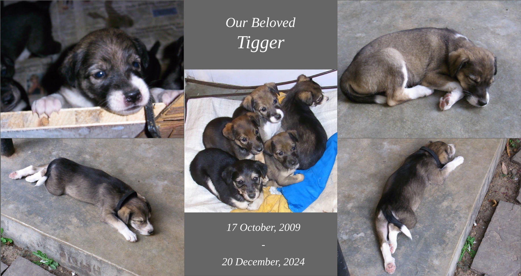 Tigger as a Puppy in 2009 Dec 2024