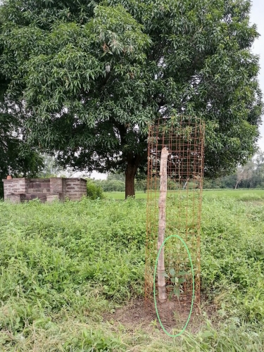 Our Mandu Mango Brought by Anjali Aug 2025