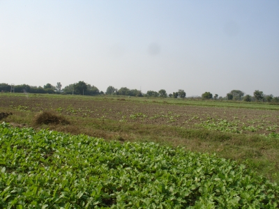 Patchy Mustard Germination