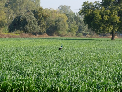 Peacock in Wheat Field