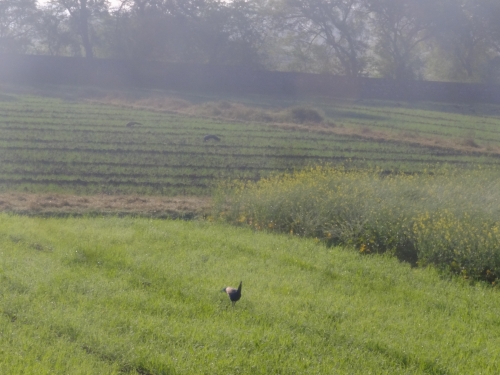 Peacocks Feeding in Fields Jan 2026