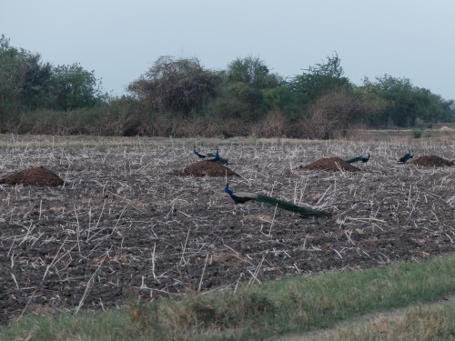 Peacocks Feeding on Piles of Organic Manure June 2021