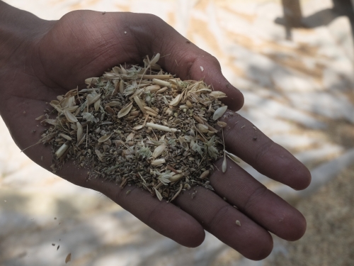 Pholaris minor Seeds Removed from Wheat Crop May 2025