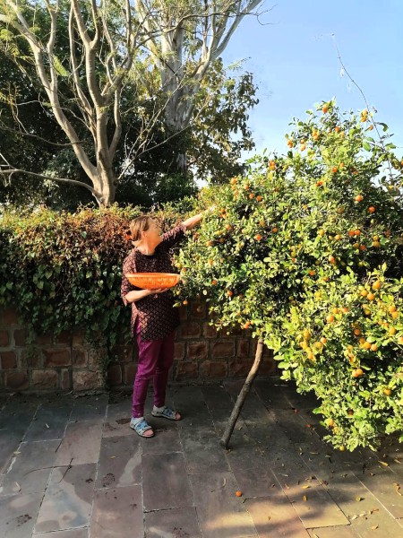Picking Chinese Oranges Feb 2022