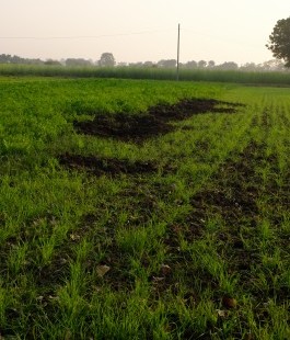 Wild Damage in Wheat