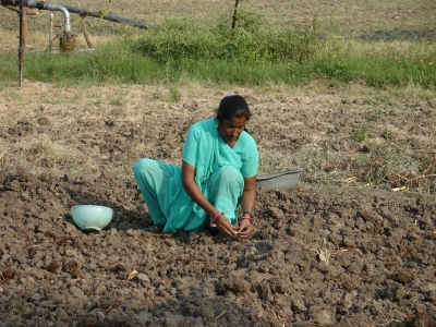 Planting Garlic