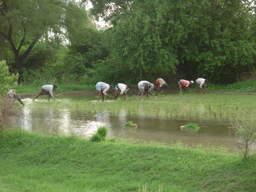 Planting Rice