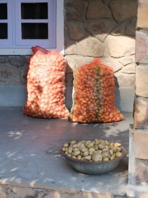 Potato Harvest from Garden Feb 2022