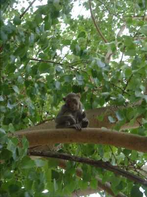 Punkey in Pipal Tree