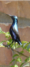 Purple Sunbird