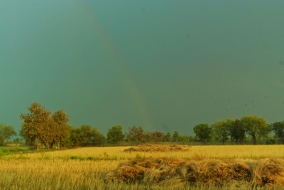 Rainbow and Mustard Fields