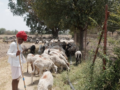 Rama and Pappu with their Sheep Jun 2023