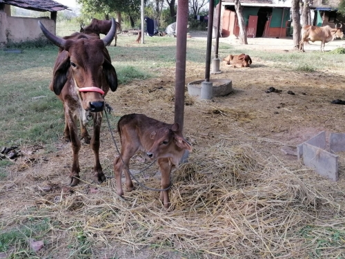 Rani and Her Calf Chandni Mar 2026