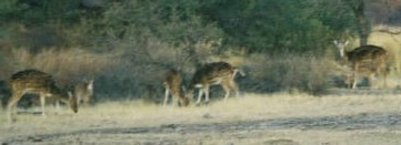 Ranthambore Cheetal Rajasthan