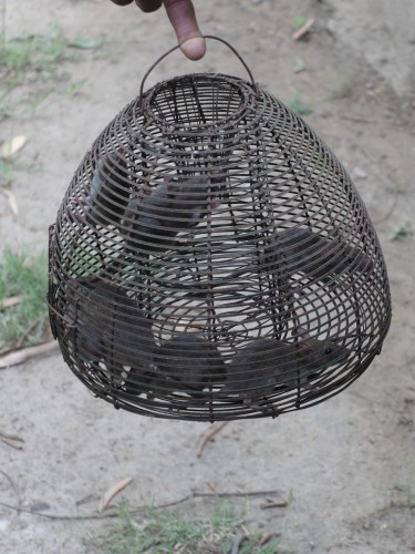 Rats in Beehive Cage May 2023