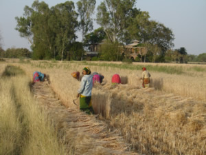 Reap Wheat with Sickles