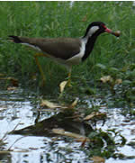 Red Wattled Lapwing