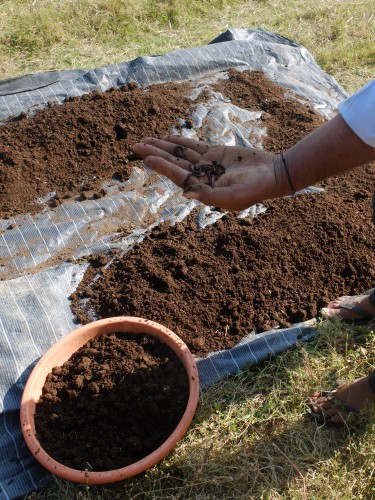 Removing Worms from Vermi Compost Feb 2025