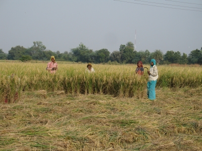 Pause from Cutting Rice