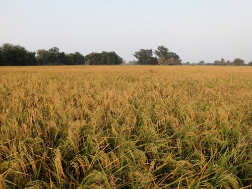 Rice Field Oct 2023