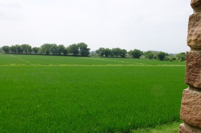 Rice Fields Aug 2018