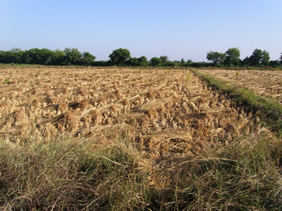 Rice Harvesting