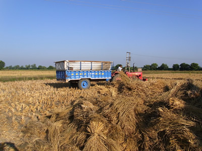 Rice Harvesting