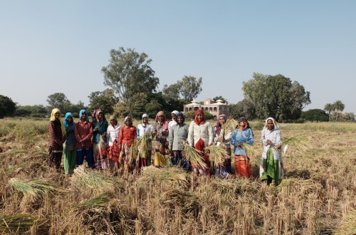 /Rice Harvesting Team Oct 2018