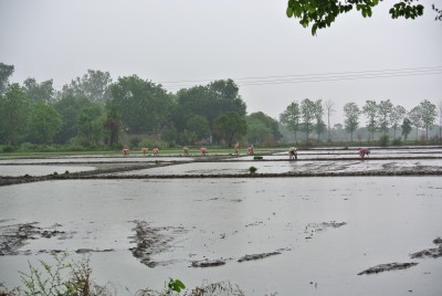 Rice Planting July 2015