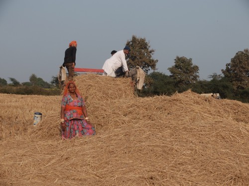 Family Bought Rice Straw Dec 2021