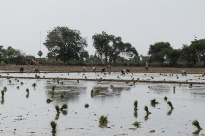 Rice Transplanting & JCB