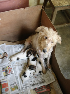 Rosie and Puppies