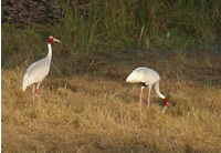 Sarus Cranes