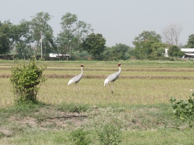 Sarus Cranes on the Farm July 2020