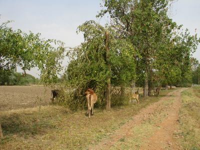 Sheesham Damaged in Storm