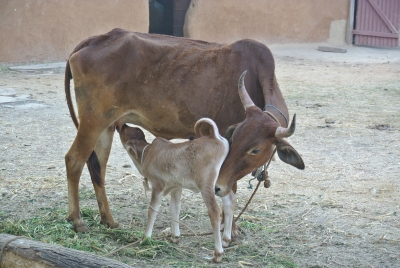 Sheoji and Mother Charlotte