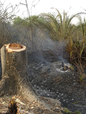 Smoking Tree Stumps