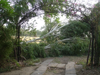 Fallen eucalyptus shoot