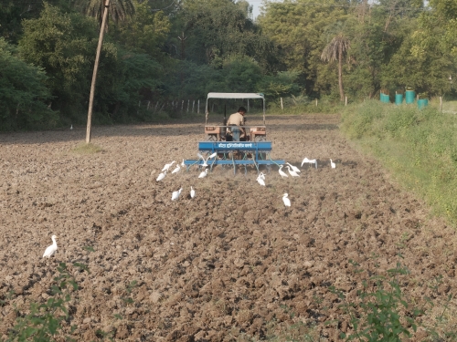Sowing Mustard with Tractor and Seed Drill Oct 2025