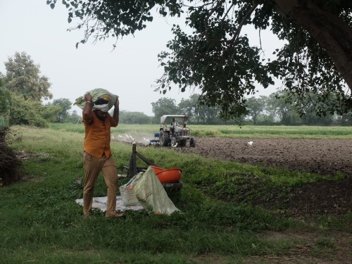 Sowing Mustard Sep 2023